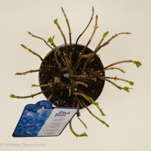 Hydrangea Macrophylla "Diva Fiore Blue"® boerenhortensia