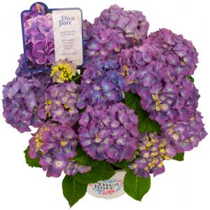 Hydrangea Macrophylla "Diva Fiore Violet"® boerenhortensia