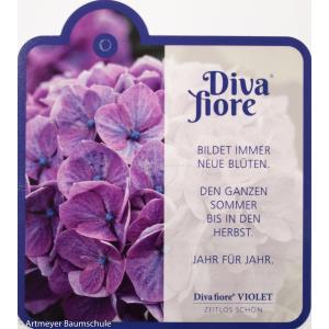 Hydrangea Macrophylla "Diva Fiore Violet"® boerenhortensia