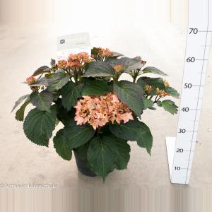 Hydrangea Macrophylla "Kanmara De Beauty Champagne"® boerenhortensia