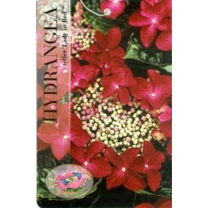 Hydrangea Macrophylla Classic® "Lady In Red"® schermhortensia