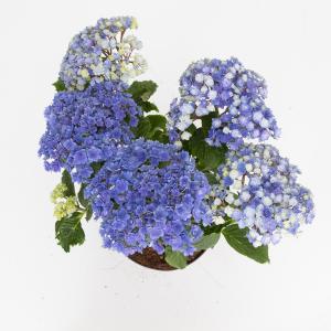 Hydrangea Macrophylla "Double Flowers Blue"® boerenhortensia