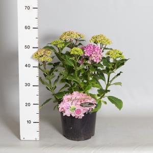 Hydrangea Macrophylla "Double Flowers Pink"® boerenhortensia