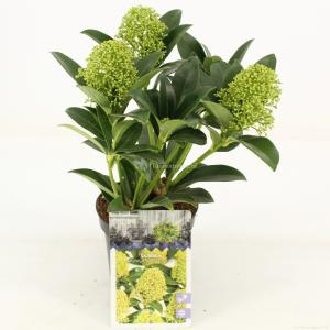 Skimmia (Skimmia Japonica “White Globe”®) heester