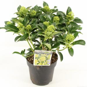 Skimmia (Skimmia Japonica “White Globe”®) heester