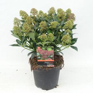 Skimmia (Skimmia Japonica “Wanto”) heester