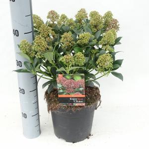 Skimmia (Skimmia Japonica “Wanto”) heester