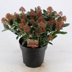 Skimmia (Skimmia Japonica “Wanto”) heester