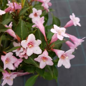 Weigela Florida Pink Poppet