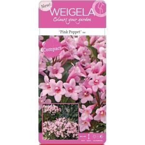 Weigela Florida Pink Poppet