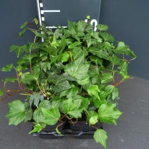 Klimop (hedera helix "Green Ripple") bodembedekker