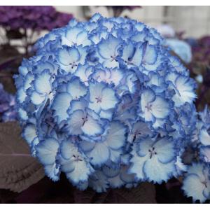 Hydrangea Macrophylla "Charming® Julia Blue"® boerenhortensia