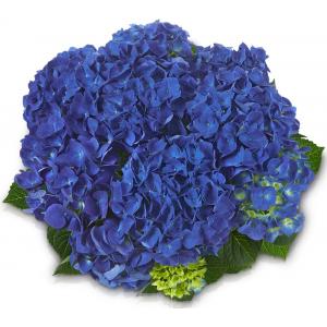 Hydrangea Macrophylla Classic® "Jip"® boerenhortensia