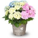 Hydrangea Macrophylla "Three Sisters"® Pastel boerenhortensia