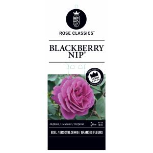 Rozenstruik Blackberry Nip