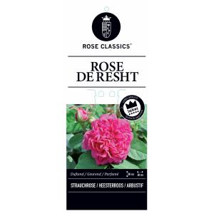 Rozenstruik Rose de Rescht