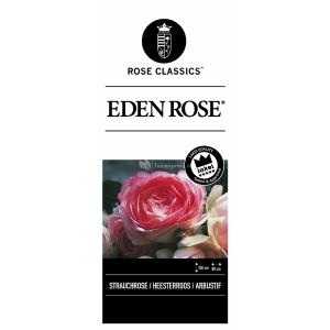 Rozen op stam Eden Rose