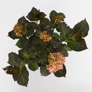 Hydrangea Macrophylla "Miss Saori"® boerenhortensia