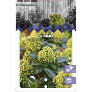 Skimmia (Skimmia Japonica “White Dwarf”®) heester