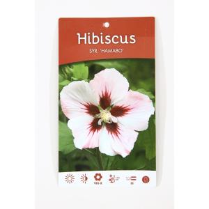 Hibiscus struik Hamabo