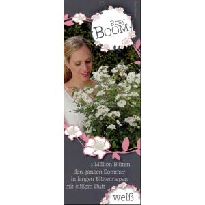 Rozenstruik Rosy boom White