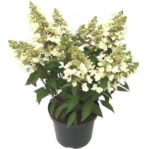 Hydrangea Paniculata "Magical Vesuvio"® pluimhortensia