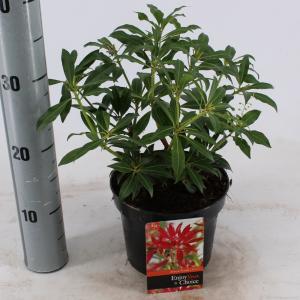 Rotsheide (Pieris “Forest Flame”) heester