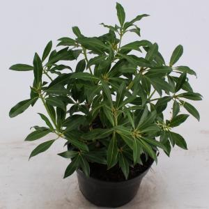 Rotsheide (Pieris “Forest Flame”) heester