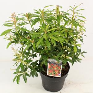 Rotsheide (Pieris “Forest Flame”) heester