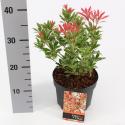 Rotsheide (Pieris Japonica “Carnaval”) heester