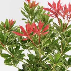 Rotsheide (Pieris Japonica “Carnaval”) heester