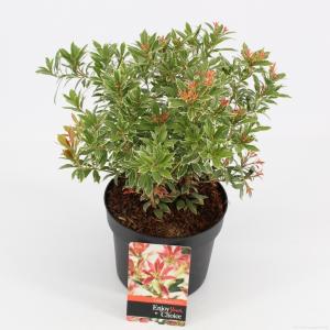 Rotsheide (Pieris Japonica “Little Heath”) heester