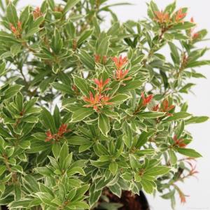 Rotsheide (Pieris Japonica “Little Heath”) heester