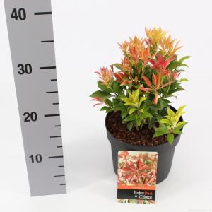 Rotsheide (Pieris Japonica “Mountain Fire”) heester