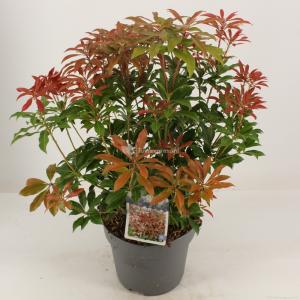 Rotsheide (Pieris Japonica “Mountain Fire”) heester