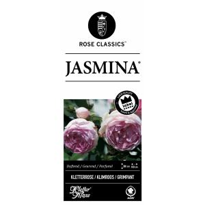 Rozen op stam Jasmina