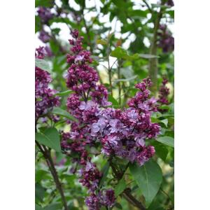 Sering (syringa vulgaris "Adelaide Dunbar") 