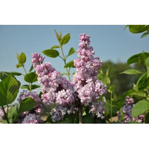 Sering (syringa vulgaris "Duc de Massa")