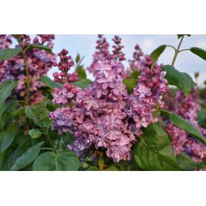 Sering (syringa vulgaris "Violetta") 