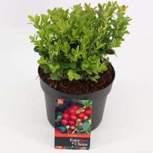 Vossenbes (Vaccinium Vitis-Idaea “Fireballs”®) heester