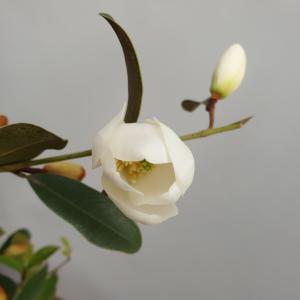 Magnolia Dianica Summer Snowflake