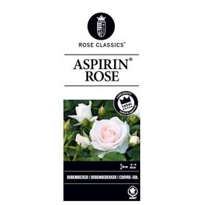 Rozen op stam Aspirin Rose