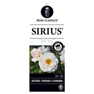 Rozen Sirius op stam