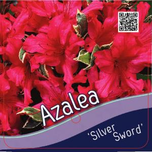 Rododendron (Rhododendron Japonica "Silver Sword") heester