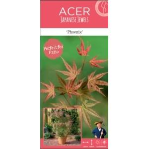 Japanse esdoorn (Acer palmatum "Phoenix") heester