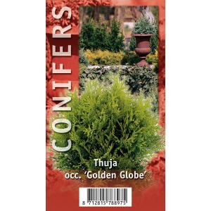 Westerse levensboom (Thuja occidentalis "Golden Globe") conifeer