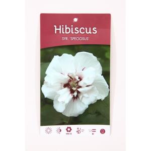 Hibiscus struik Speciosus