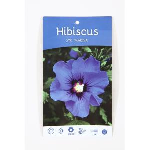 Hibiscus struik Oliseau Bleu