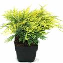 Schijncipres (Chamaecyparis lawsoniana "Sunkist") conifeer