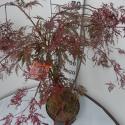 Japanse esdoorn (Acer palmatum "Crimson Queen") heester